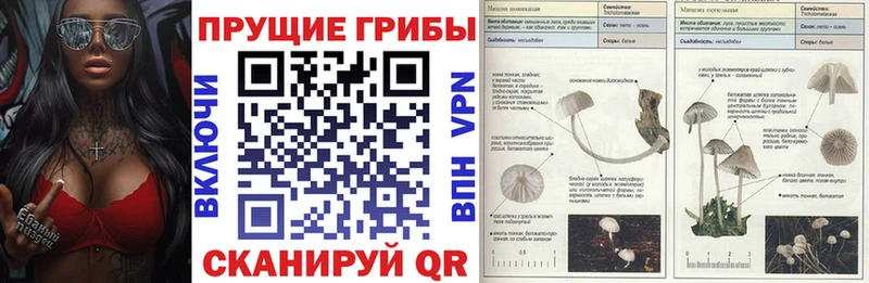 blacksprut   darknet клад  Галлюциногенные грибы мухоморы  где найти наркотики  Себеж 